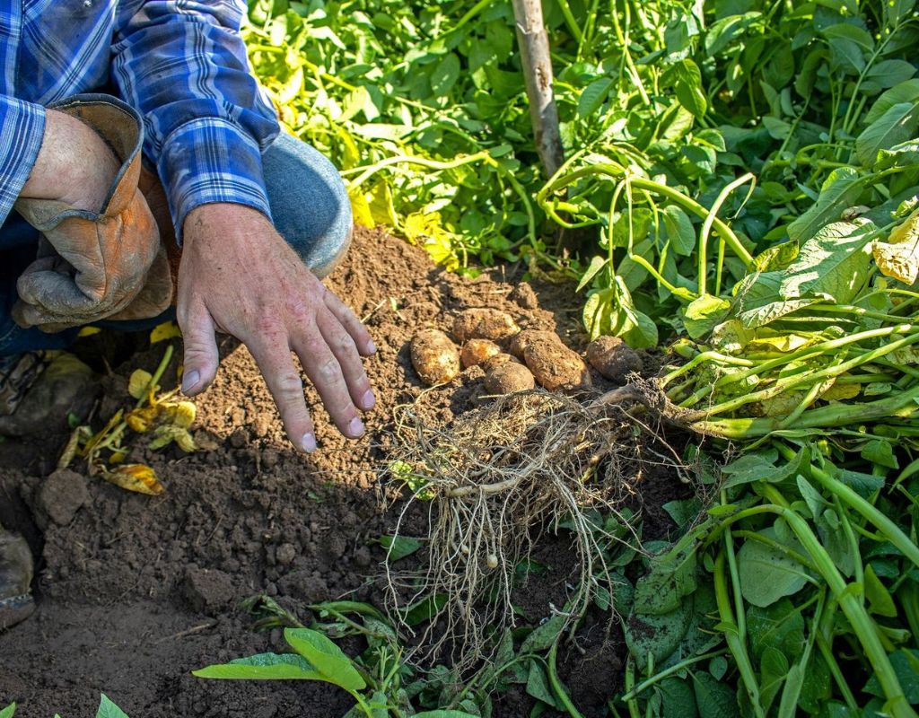 Image of a hand overtop of a potato farm with some potatoes showing on ground